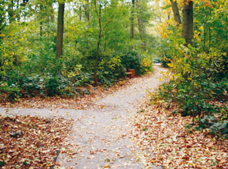 HanseGrand Patentweg durch den Wald